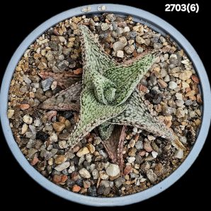 Aloe hybrid `Corduroy` (D=10)-2703(6)