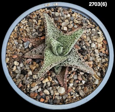 Aloe hybrid `Corduroy` (D=10)-2703(6)