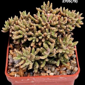 Crassula humbertii (exotic dwarf) - South Africa (6x6)-2705(79)