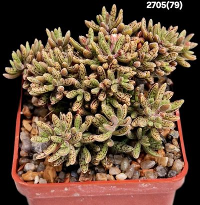 Crassula humbertii (exotic dwarf) - South Africa (6x6)-2705(79)