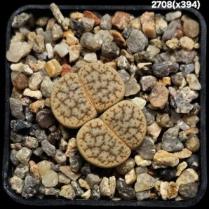Lithops hybrid gracilidelineata ssp. brandbergensis -xC 394 (2h)(5x5)-2708(x394)