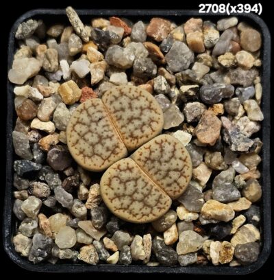 Lithops hybrid gracilidelineata ssp. brandbergensis -xC 394 (2h)(5x5)-2708(x394)