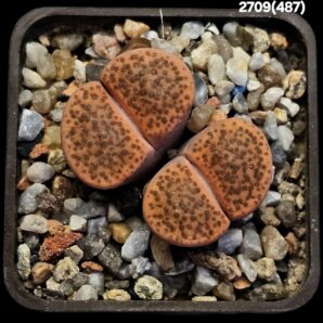 Lithops fulviceps -ex Neumann, COP L45-66 (2h.)(5x5)- 2709(487)
