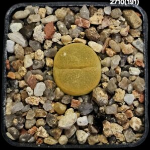 Conophytum maughanii ssp. latum (fa) -Umdaus, SH (5x5)- 2710(191)