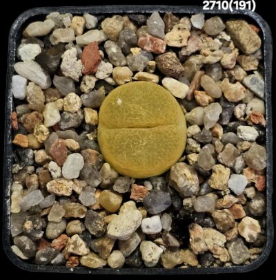 Conophytum maughanii ssp. latum (fa) -Umdaus, SH (5x5)- 2710(191)