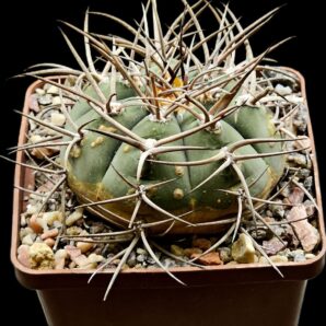 Gymnocalycium spegazzinii ssp. cardenasianum (10x10)-2712B