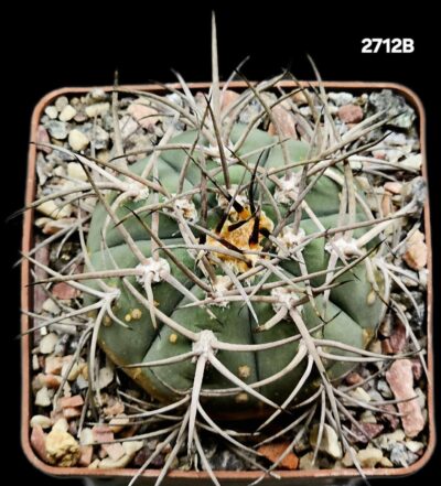 Gymnocalycium spegazzinii ssp. cardenasianum (10x10)-2712B - Зображення 2