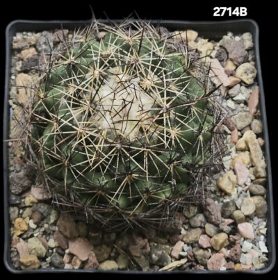 Coryphantha cornifera (13x13)-2714B - Зображення 2