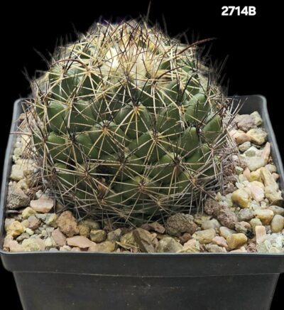 Coryphantha cornifera (13x13)-2714B