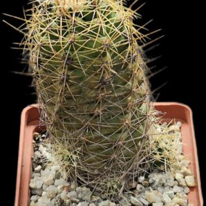 Thelocactus leucacanthus (Thel. ehrenbergii) –VZD 042 (7x7)- 2715B