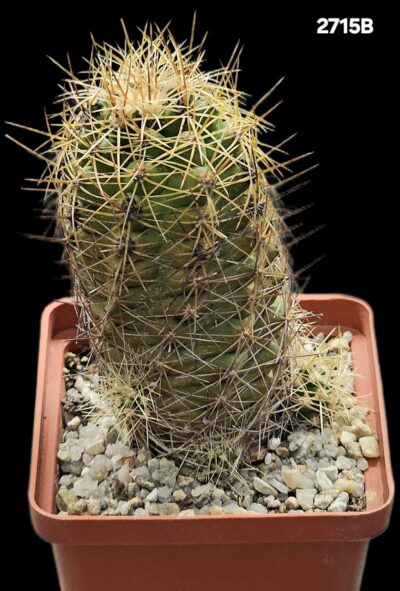 Thelocactus leucacanthus (Thel. ehrenbergii) –VZD 042 (7x7)- 2715B