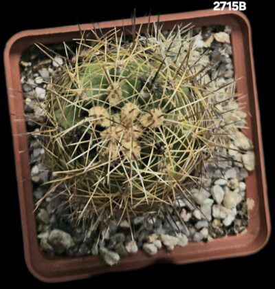 Thelocactus leucacanthus (Thel. ehrenbergii) –VZD 042 (7x7)- 2715B - Зображення 2
