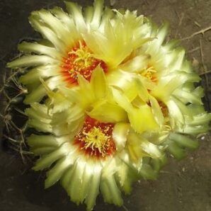 Hamatocactus setispinus