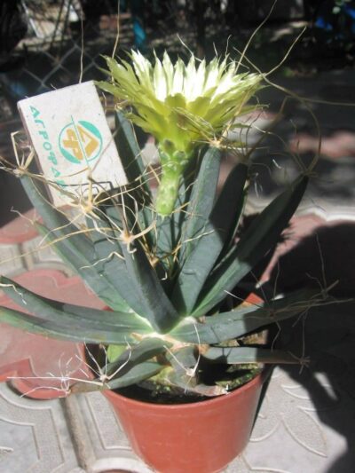 leuchtenbergia principis