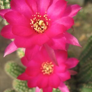 Chamaelobivia cv. Violet
