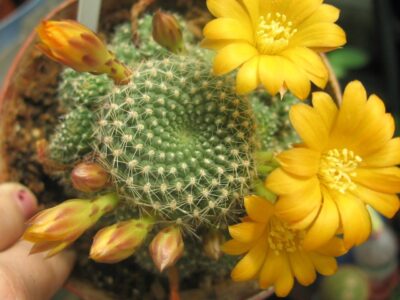 Rebutia marsoneri дітка