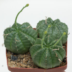 Euphorbia valida, obesa X valida (4) (ціна за весь горшик)