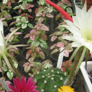 echinopsis subdenudata