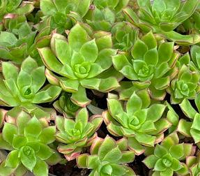 Aeonium Cornish Pixie (мініатюрочка) зріз