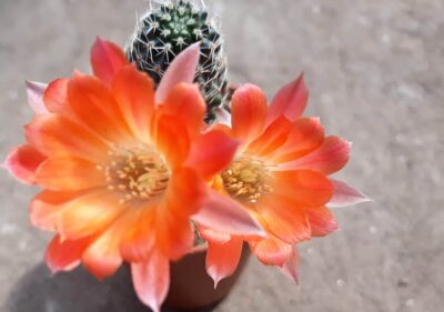 Mediolobivia haagei hybrid дітка