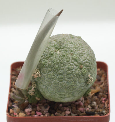 Pseudolithos cubiformis Х migiurtinus - Зображення 2