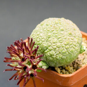 Pseudolithos cubiformis Х migiurtinus