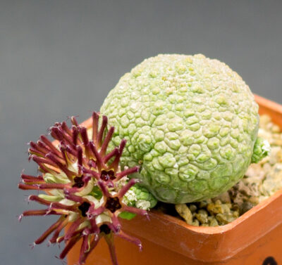 Pseudolithos cubiformis Х migiurtinus