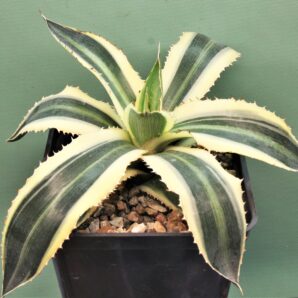 agave-lophantha-quadricolor.