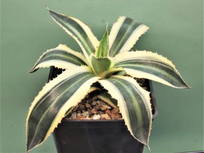 agave-lophantha-quadricolor.