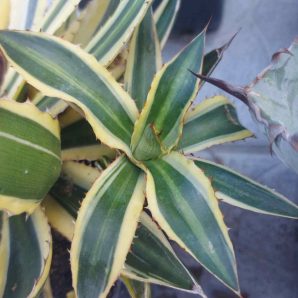 Agave lophantha v. quadricolor