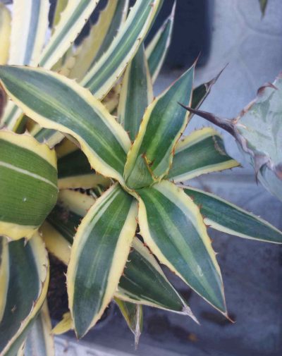 Agave lophantha v. quadricolor