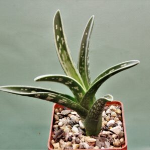 aloe-variagata-1.