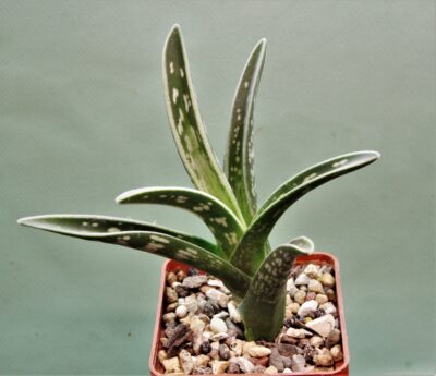 aloe-variagata-1.