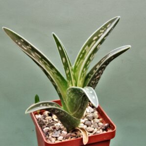 aloe-variagata-2