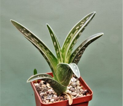 aloe-variagata-2