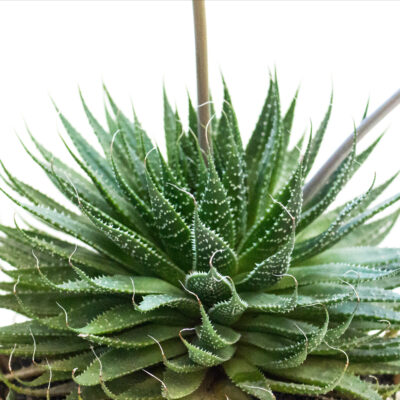 Aloe Aristata