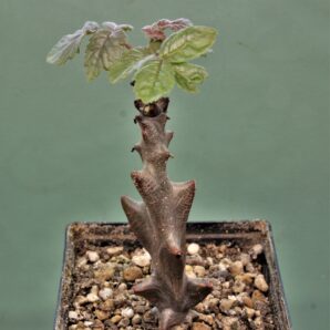 beiselia-mexicana-bizarre-branches-mexico-1