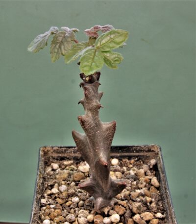 beiselia-mexicana-bizarre-branches-mexico-1