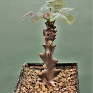 beiselia-mexicana-bizarre-branches-mexico-3