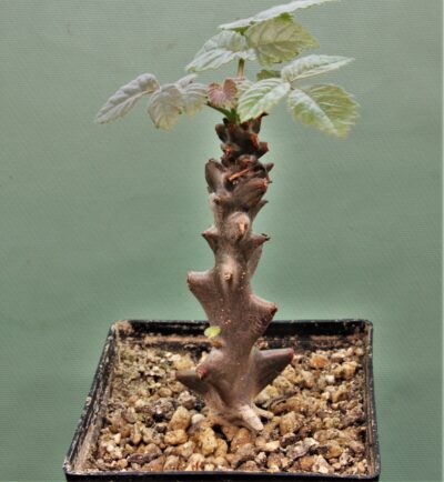 beiselia-mexicana-bizarre-branches-mexico-3
