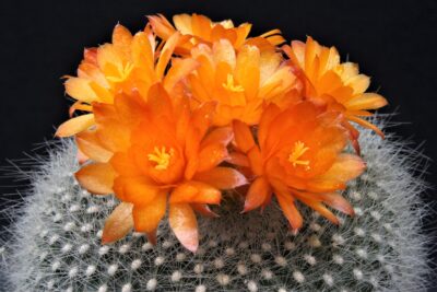 brasilicactus-haselbergii - Зображення 2