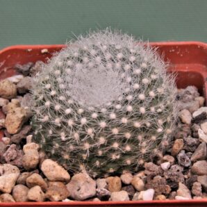 brasilicactus-haselbergii