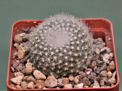 brasilicactus-haselbergii