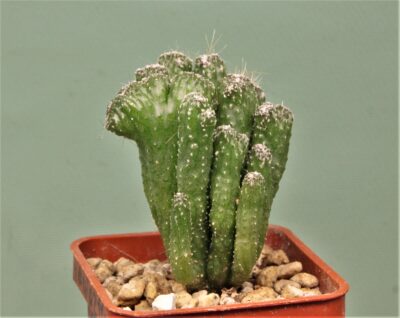 cereus-peruvianus-monstrosa1