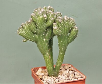 cereus-peruvianus-monstrosa2