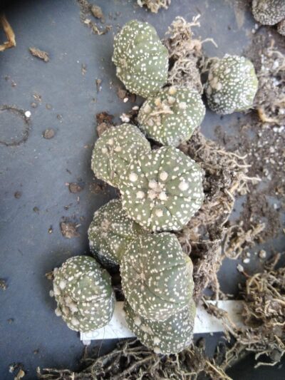 Astrophytum asterias cv."Hanazono"-сіянці- - Зображення 2