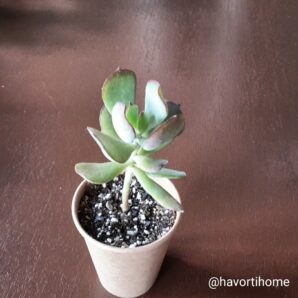 Cotyledon orbiculata