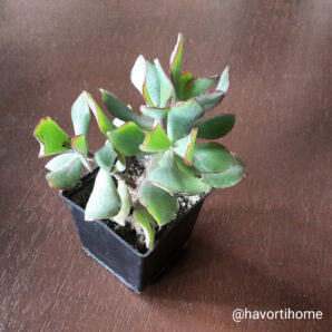Crassula arborescens undulatifolia Blue Bird