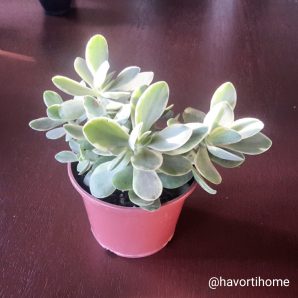 Crassula atropurpurea muirii variegata