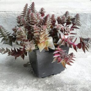 Crassula capitella corymbulosa